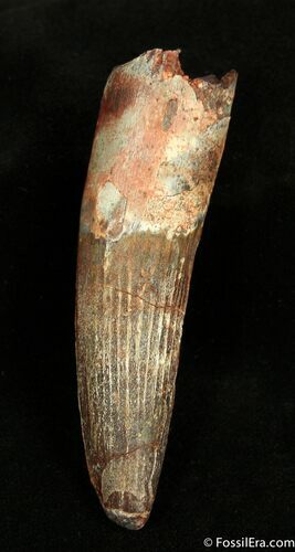 Large Rooted Inch Spinosaurus Tooth #1321